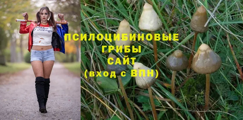 Псилоцибиновые грибы MAGIC MUSHROOMS  Красноярск 